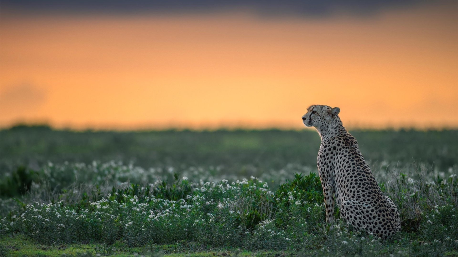 开云真人体育娱乐-_奇才队攻守平衡，信心爆棚_，奇才队厉害吗